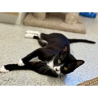 adopt-pet