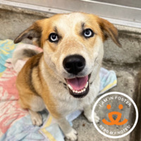 adopt a pet