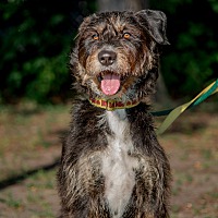 adopt-pet