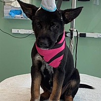 adopt a pet