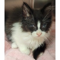 CK KIT 1 - Domestic Shorthair available for adoption