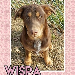 Photo of Wispa