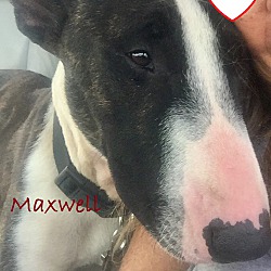Photo of Maxwell