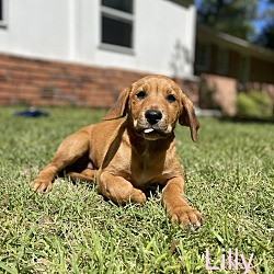 Thumbnail photo of Lilly #3