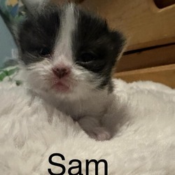 Thumbnail photo of Sam #3