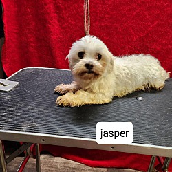 Thumbnail photo of Jasper #1