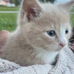 Thumbnail photo of Orange kitten 9 weeks old #1