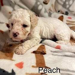 Thumbnail photo of Peach #2