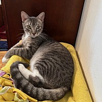 adopt a pet