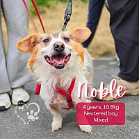 adopt a pet