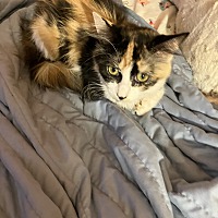 adopt-pet