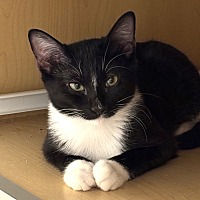 adopt a pet