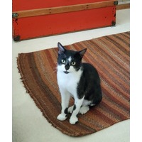adopt-pet