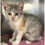 CARLIE MAE - Domestic Shorthair available for adoption