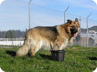 german shepherd desi mix