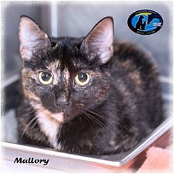 Thumbnail photo of Mallory #2