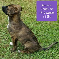 Thumbnail photo of Aurora 💗 ADOPTED! #3