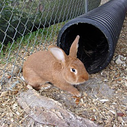 Thumbnail photo of Rabbits (M&F) #4