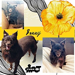 Thumbnail photo of Benny (Ritzy-GrandPaws) #1