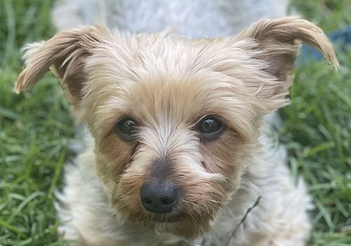 Mishawaka, IN - Yorkie, Yorkshire Terrier. Meet One Fine Yorkie a Pet ...