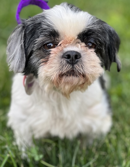 Malvern, PA - Shih Tzu. Meet Aretha a Pet for Adoption - AdoptaPet.com