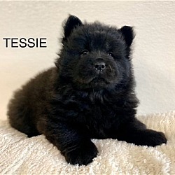 Photo of TESSIE
