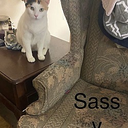 Thumbnail photo of Sassy (24-263) #3