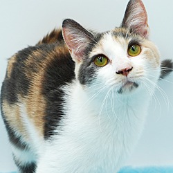 Thumbnail photo of Peony is oh so purrfect! #1