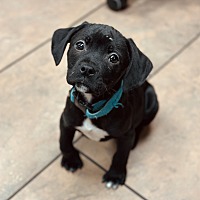 adopt a pet
