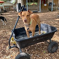 adopt a pet
