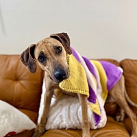 adopt a pet