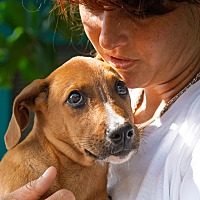 adopt a pet