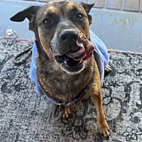adopt a pet