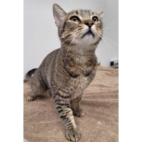 adopt-pet