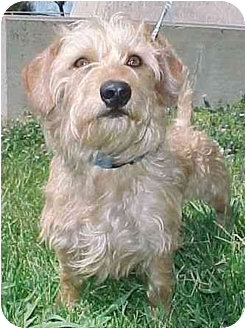dandie dinmont terrier mix