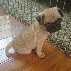 Photo of fawn color Pug Pup