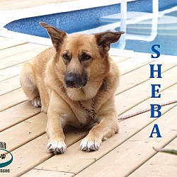 Thumbnail photo of Sheba - Adopted November 2016 #1