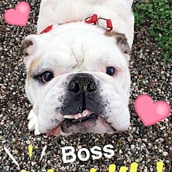 Thumbnail photo of Boss #1