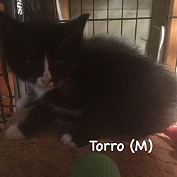 Thumbnail photo of Torro #1