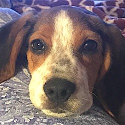 Hbhr Available Dogs