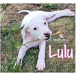 Photo of Beagle Litter: Lulu NO LONGER ACCEPTING APPLICATIONS