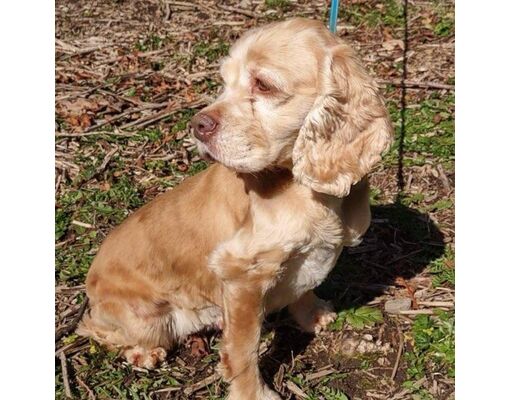 Seattle, WA - Cocker Spaniel. Meet JoDee Cocker a Pet for Adoption ...