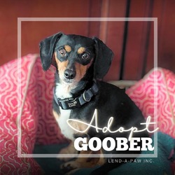 Thumbnail photo of Goober #3