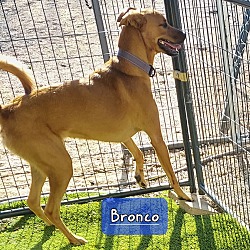 Thumbnail photo of Bronco (Doobie) #2