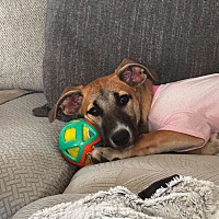adopt-pet