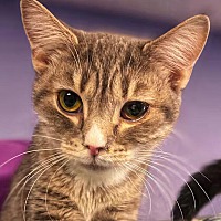 adopt-pet
