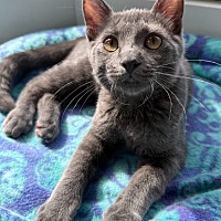adopt a pet