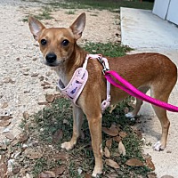 adopt-pet