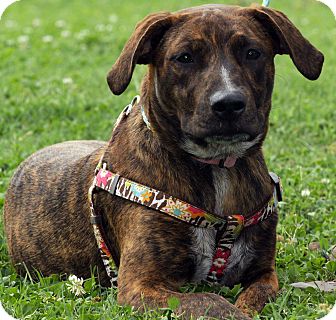 blue heeler and hound mix
