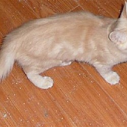 Thumbnail photo of Ambrosia Kitty #3